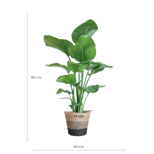 Die Strelitzia Nicolai mit dem schwarzen Lissabon-Korb. - 80cm - Ø19 - Botanic-Vibes