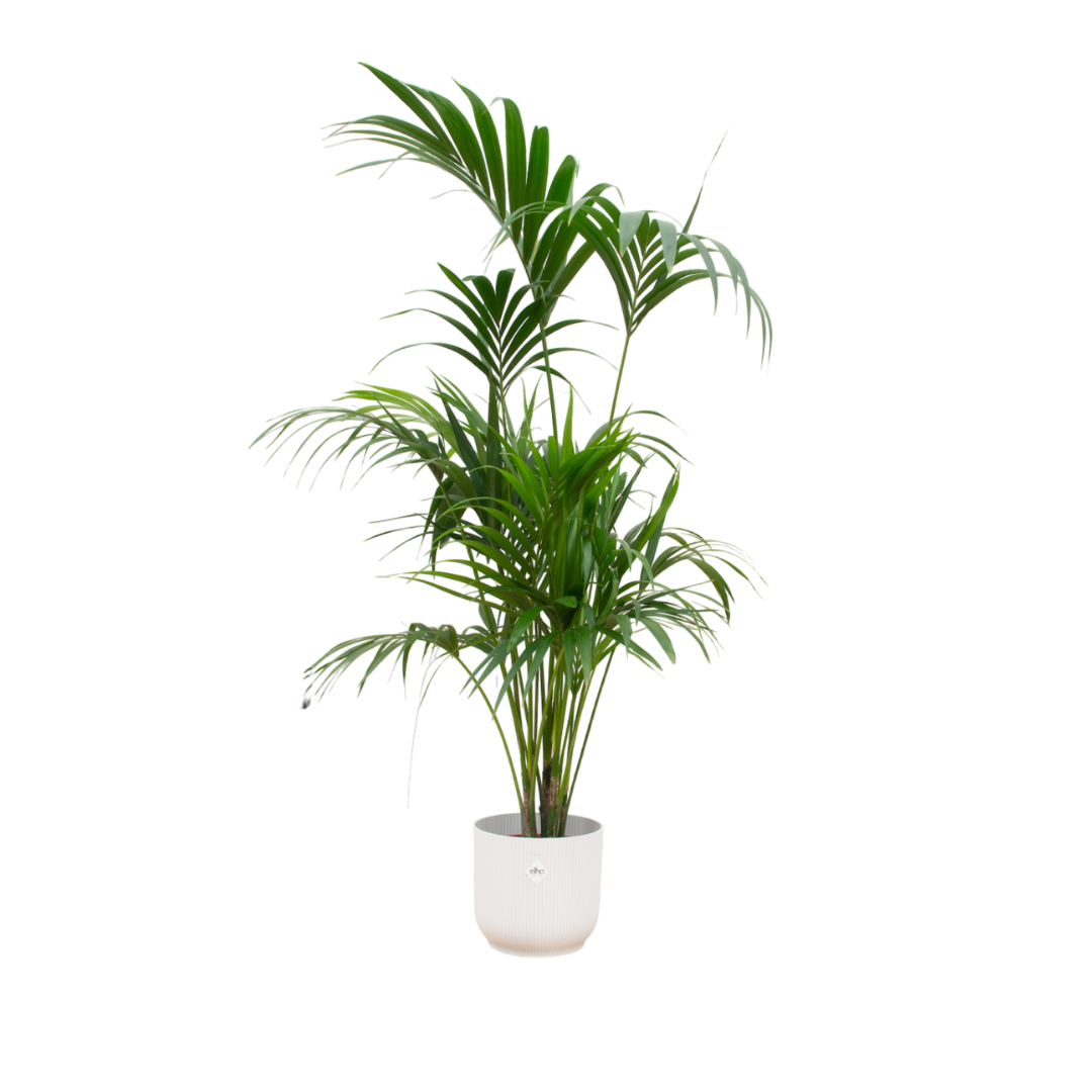 Combi deal - Kentia palm inklusive elho Vibes Fold Round Weiß Ø30 – 180 cm