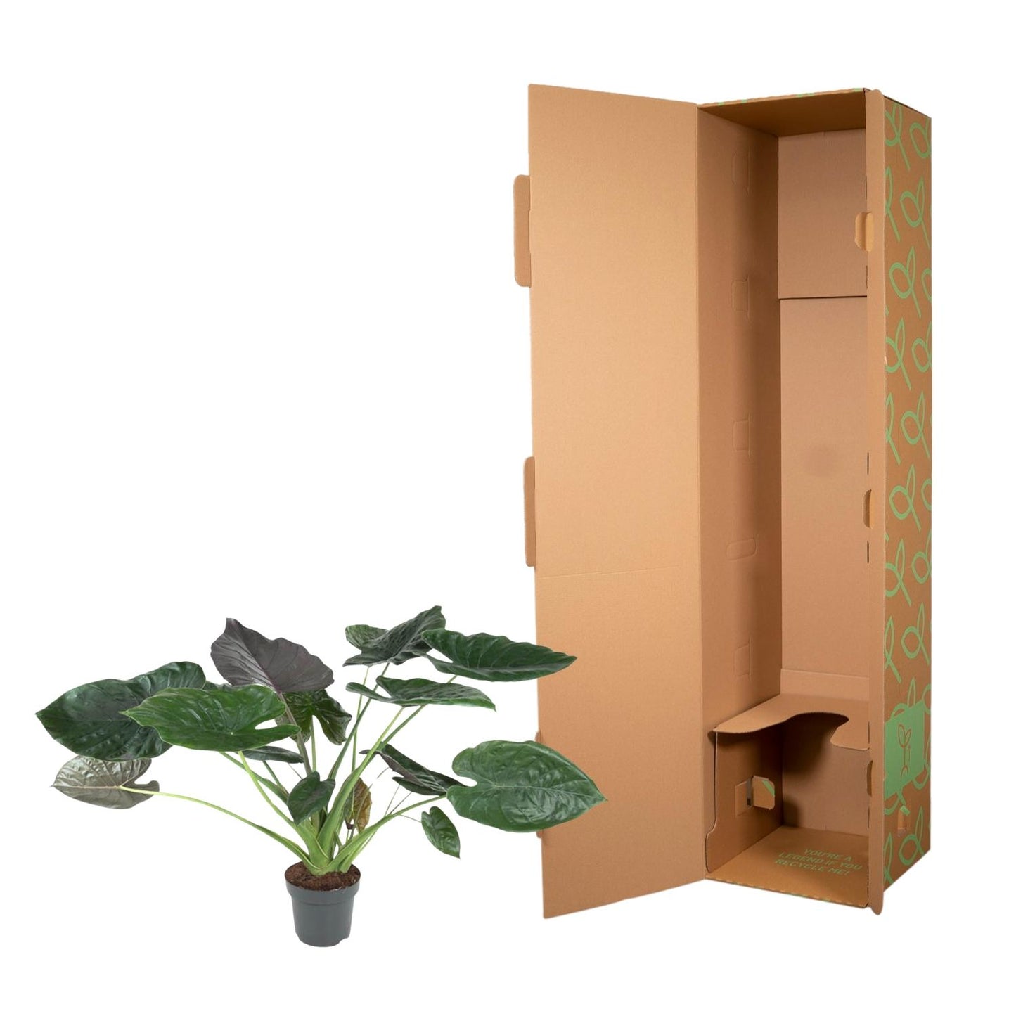 Alocasia Wentii – 120 cm – Ø32