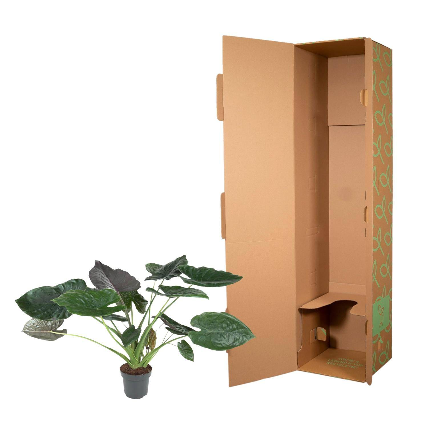 Alocasia Wentii – 120 cm – Ø32 - Botanic-Vibes