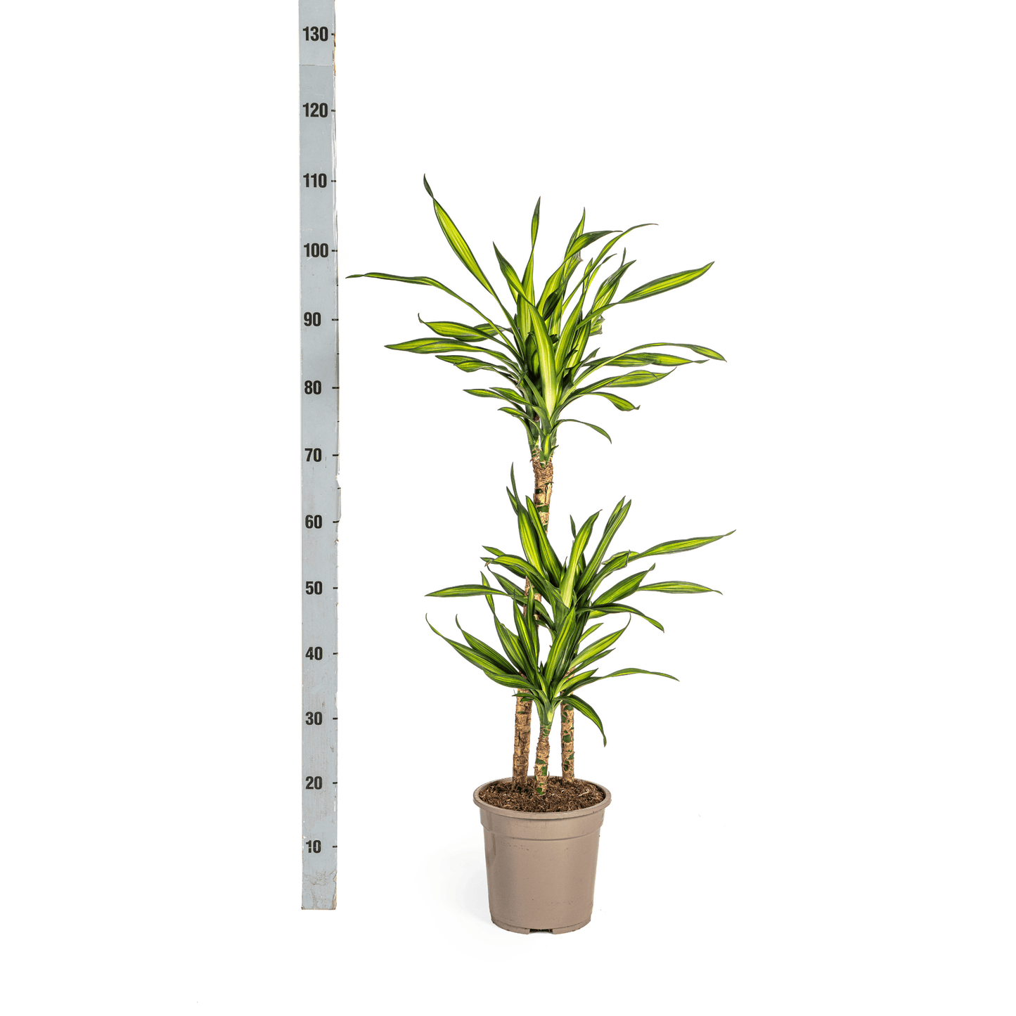 Dracaena Deremensis Rikki Ø21cm - ↕90 - 110cm - Botanic-Vibes