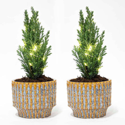 Set von 2 – Weihnachtsbaum 'Ellwoodii' + Topf Echo + 20 LED-Lampen – 25–30 cm hoch - Botanic-Vibes