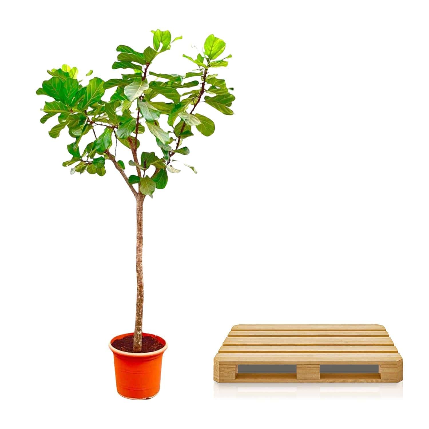 Ficus lyrata Baum XXXL – 270 cm – Ø45 - Botanic-Vibes
