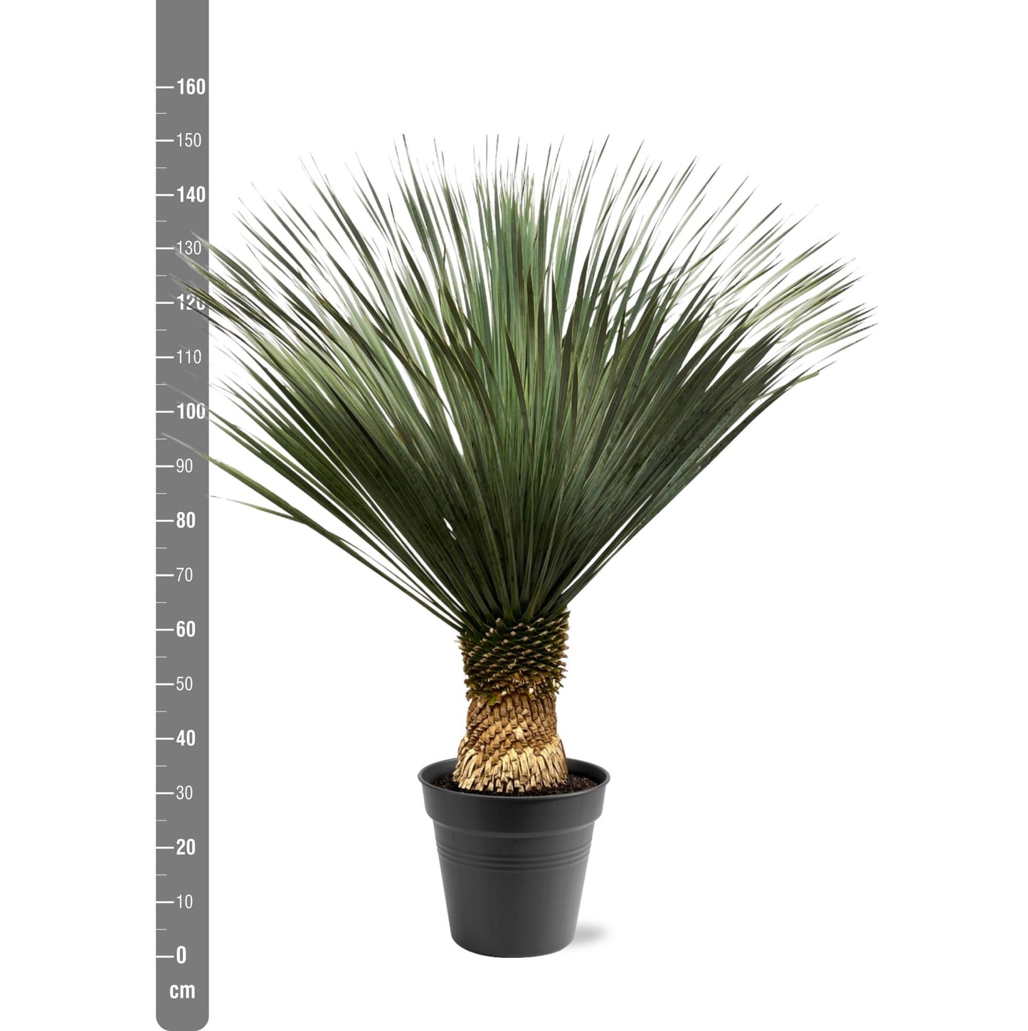 Yucca Rostrata – 130–150 cm – Ø50