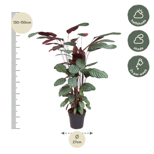 Calathea Oppenheimiana – 130 cm – ø27 - Botanic-Vibes