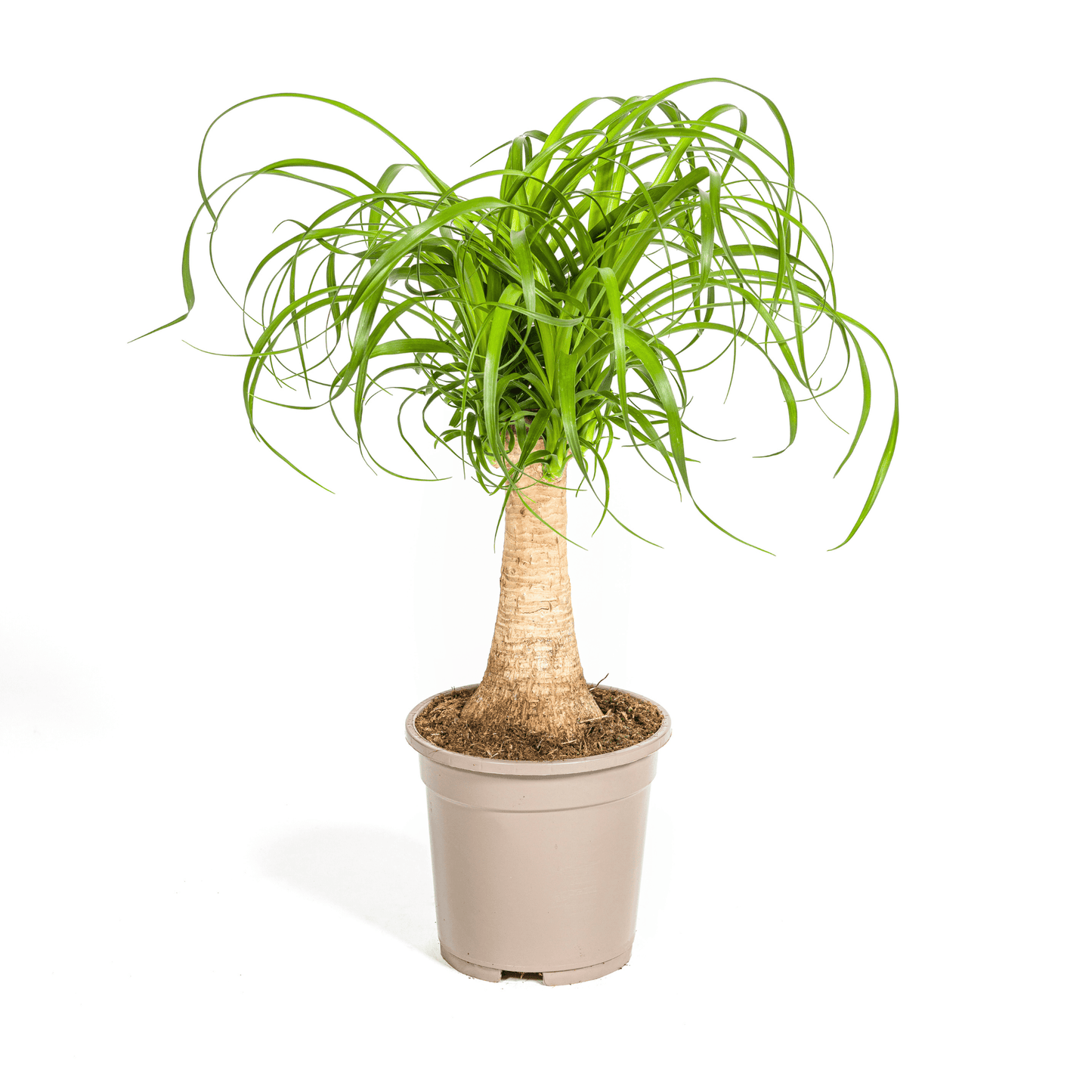 Beaucarnea Recurvata Stamm Ø17cm - ↕40 - 60cm - Botanic-Vibes