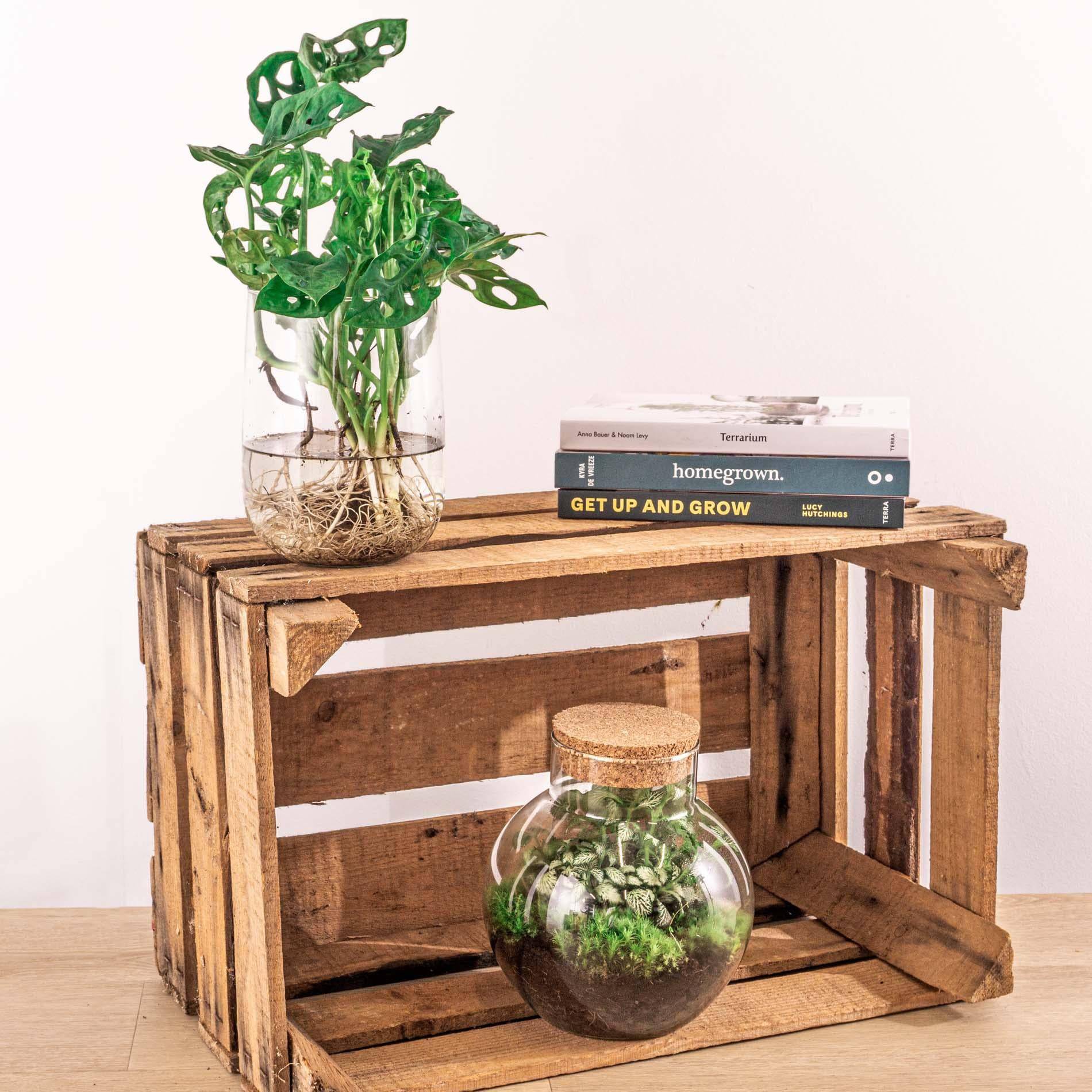 Monstera in Vase – DIY-Set – Hydroponisch - Botanic-Vibes