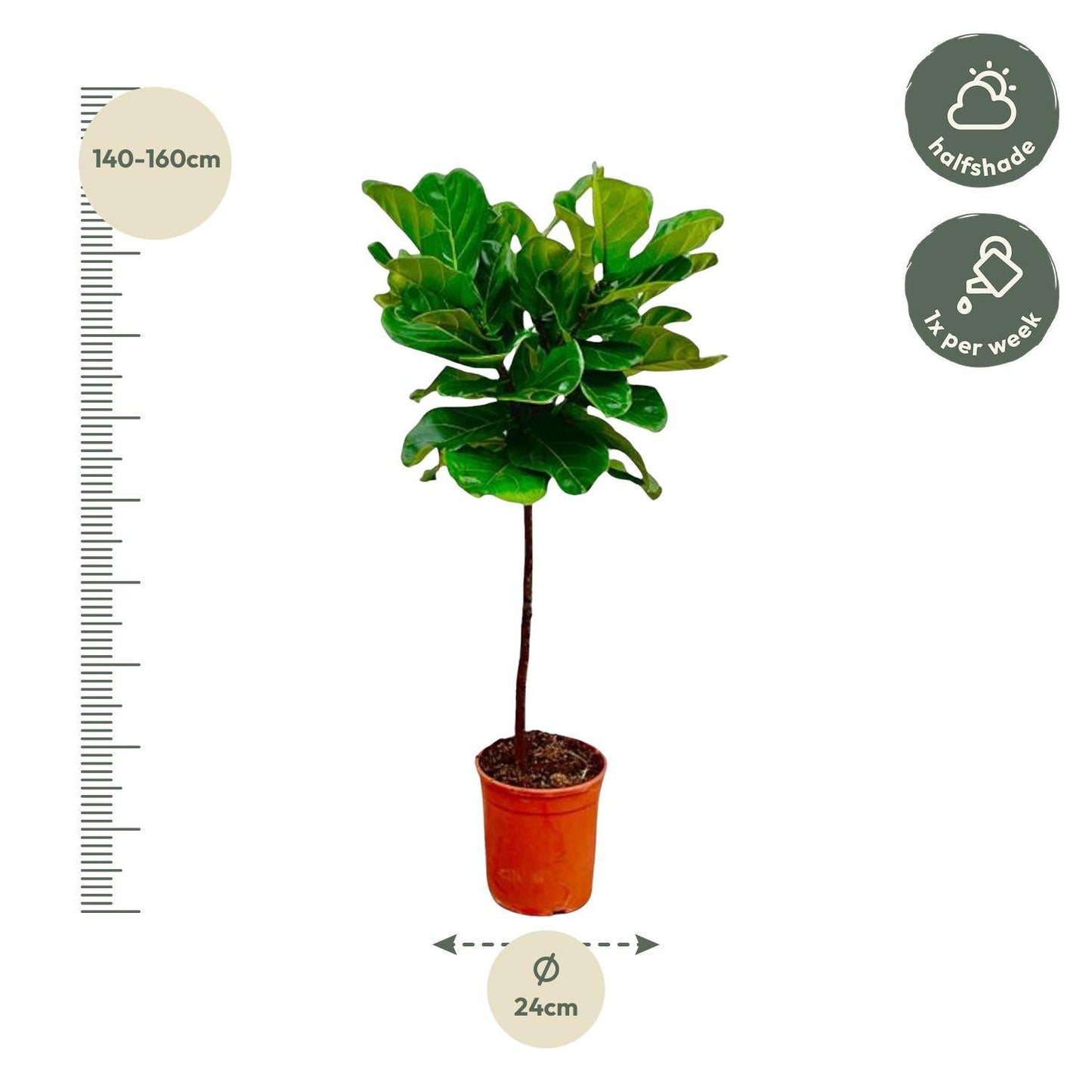 Ficus Lyrata Stamm – 130 cm – Ø24 - Botanic-Vibes