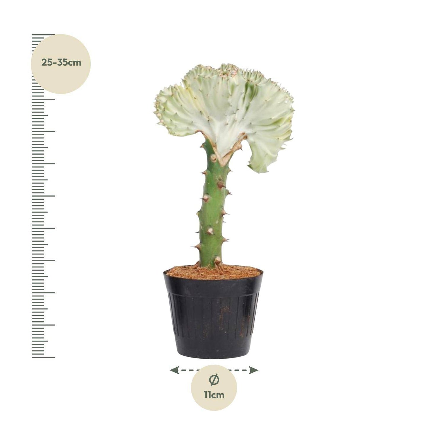 Euphorbia lactea cristata weiß – 30 cm – Ø10,5 - Botanic-Vibes