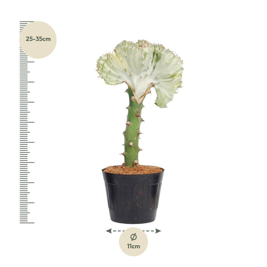 Euphorbia lactea cristata weiß – 30 cm – Ø10,5 - Botanic-Vibes