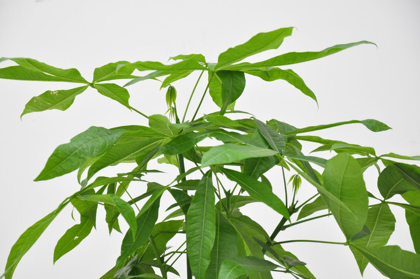 Pachira aquatica – 140 cm – Ø27