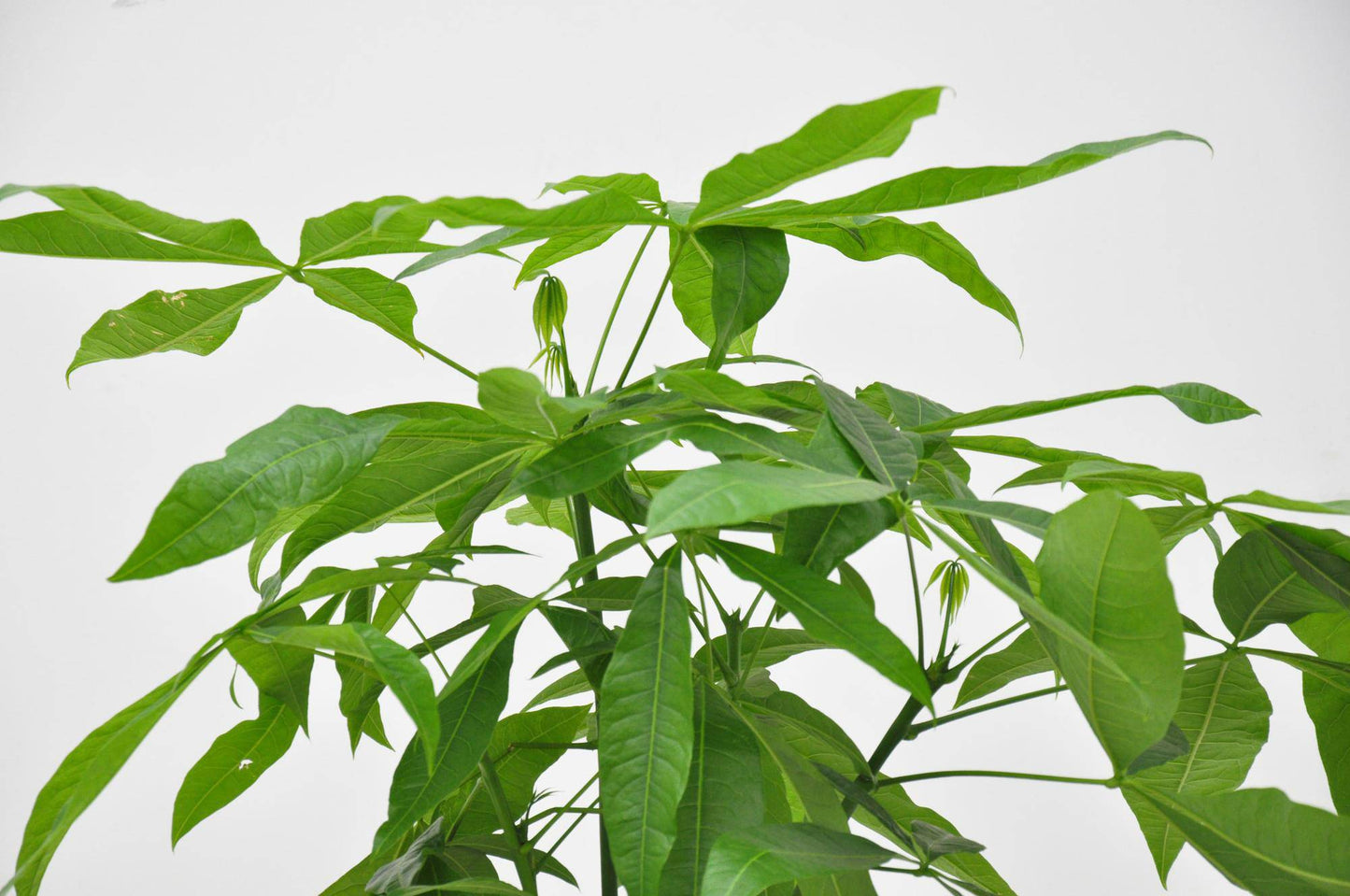 Pachira aquatica – 140 cm – Ø27 - Botanic-Vibes