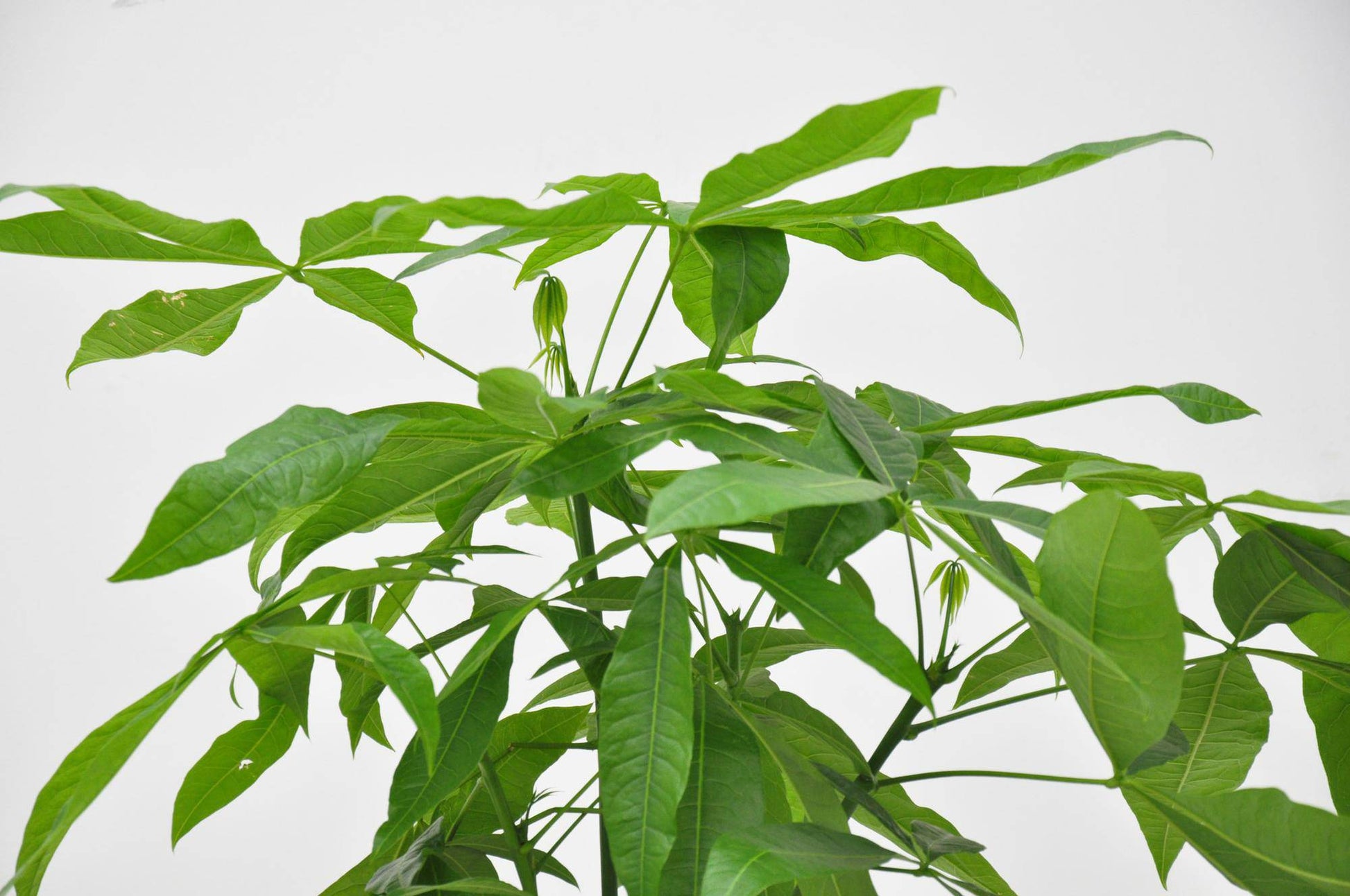 Pachira aquatica – 140 cm – Ø27 - Botanic-Vibes