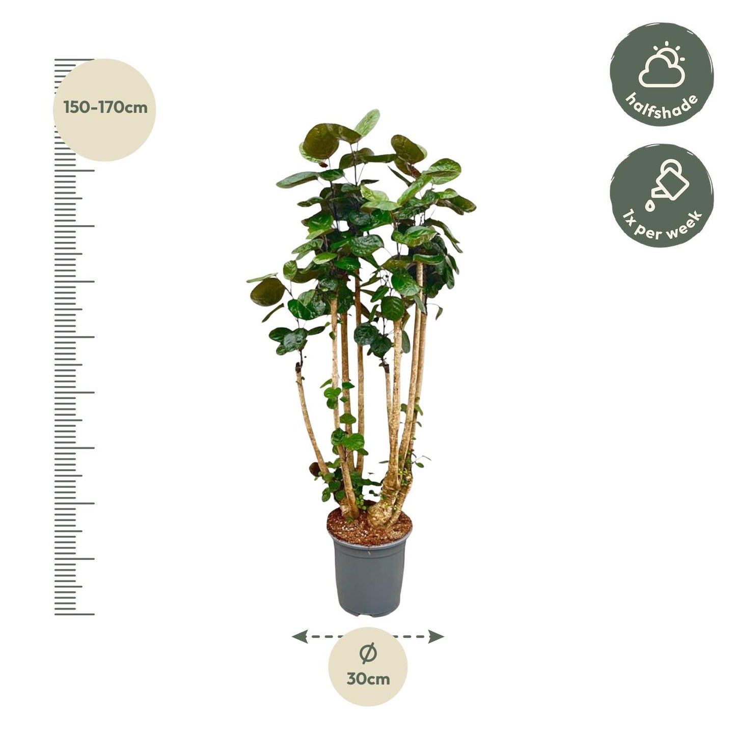 Polysicas Fabian XXL – 160 cm – Ø30