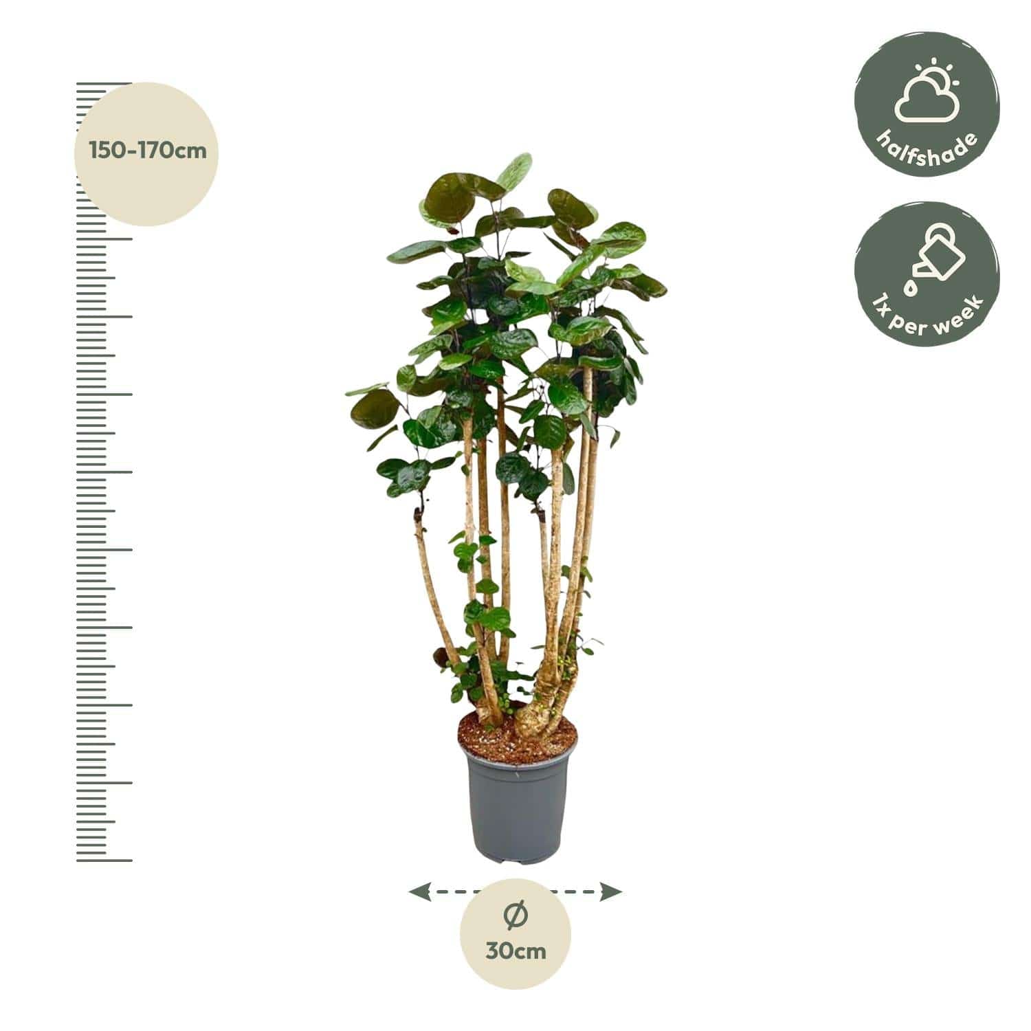Polysicas Fabian XXL – 160 cm – Ø30 - Botanic-Vibes
