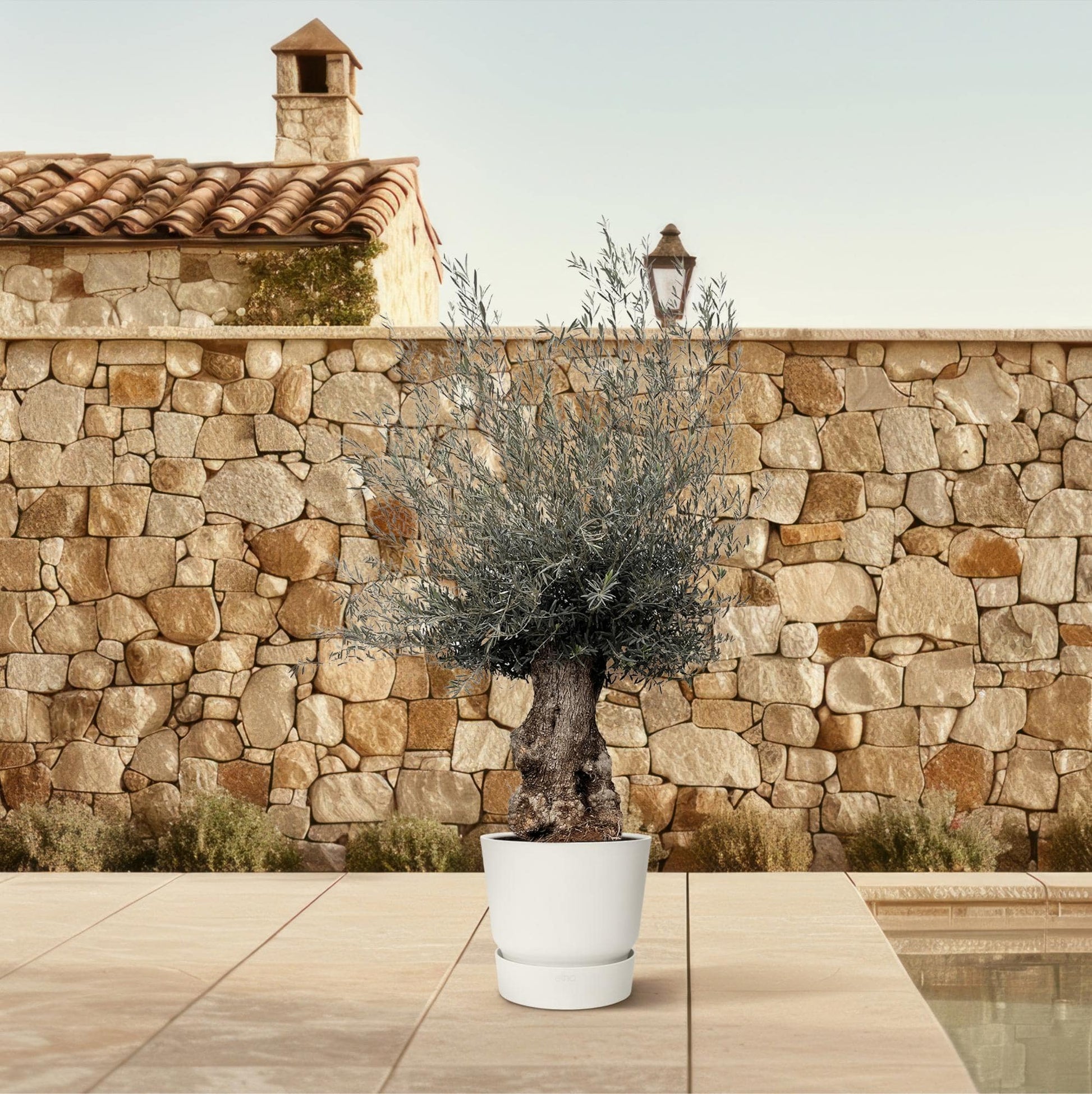 Olea europaea Bonsai – 270 cm – Ø80 - Botanic-Vibes