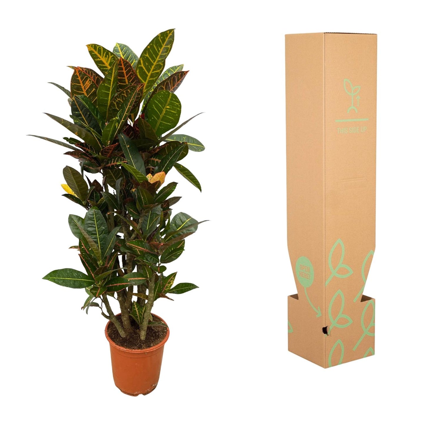 Codiaeum (Croton) Petra verzweigt – 100 cm – Ø21