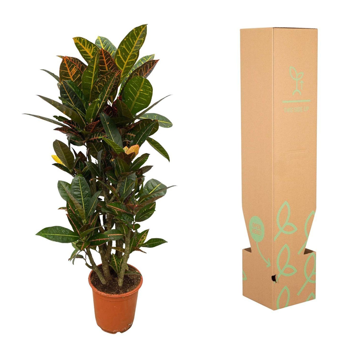 Codiaeum (Croton) Petra verzweigt – 100 cm – Ø21 - Botanic-Vibes