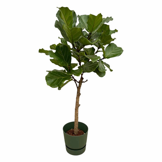 Ficus lyrata Stamm inklusive elho Greenville Round Grün – 160 cm – Ø30 - Botanic-Vibes
