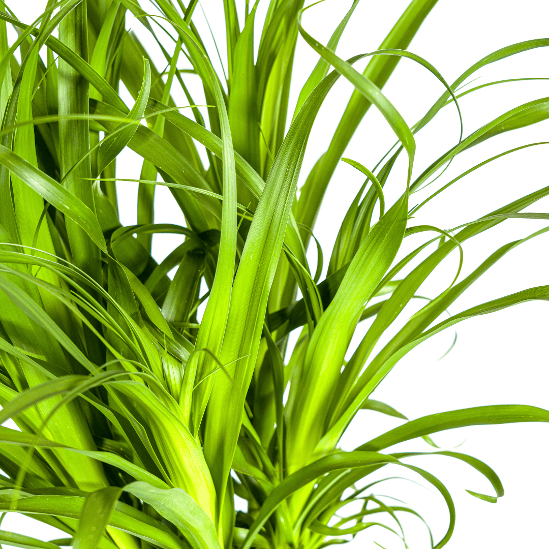 Beaucarnea Recurvata Stamm Ø27cm - ↕110 - 130cm - Botanic-Vibes