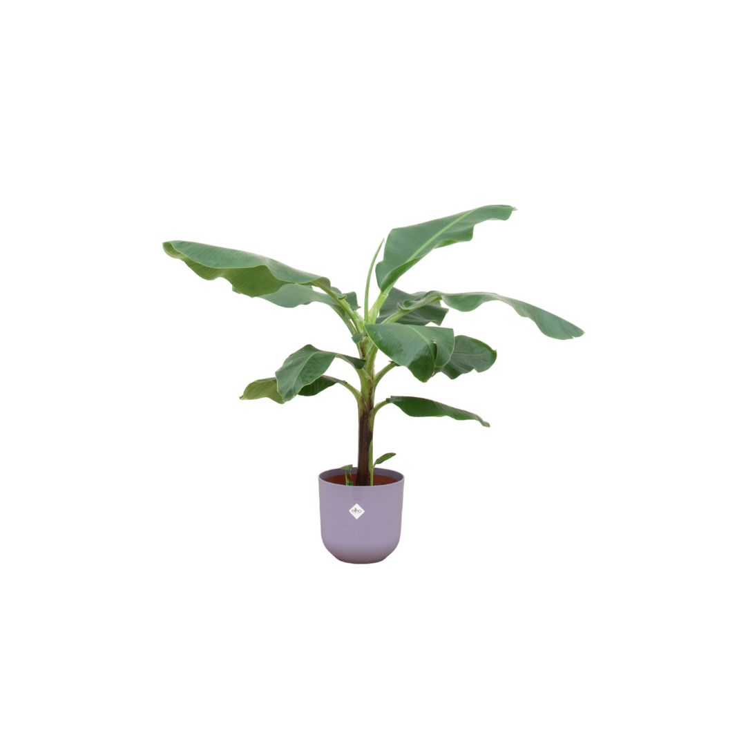 Combi deal - Bananenpflanze (Musa) inklusive elho Jazz Round Lila Ø23 – 100 cm - Botanic-Vibes