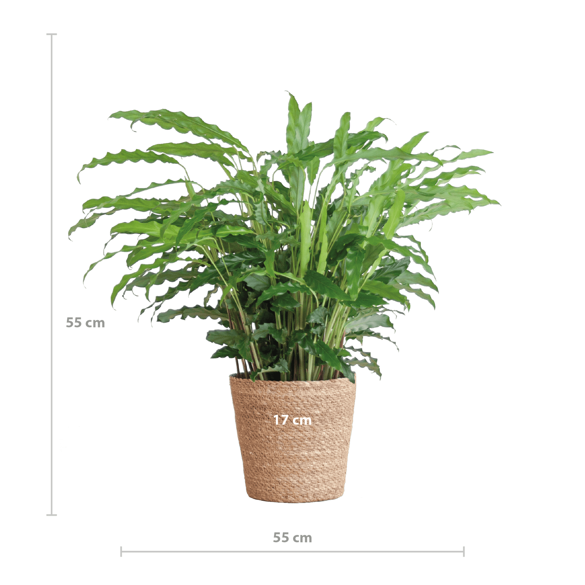 Calathea Rufibarba mit Sofia-Korb natur - 55cm - Ø17 - Botanic-Vibes