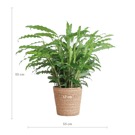 Calathea Rufibarba mit Sofia-Korb natur - 55cm - Ø17 - Botanic-Vibes
