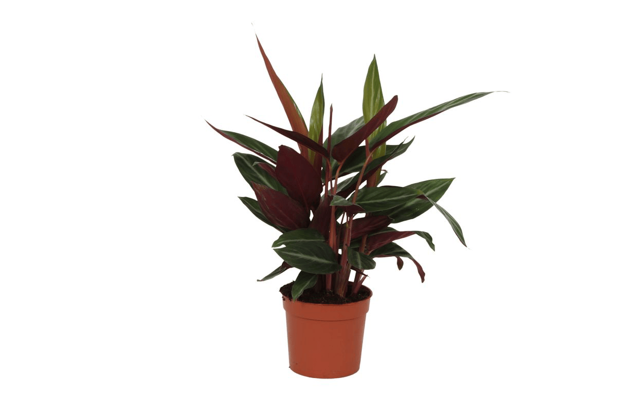 Calathea Stripestar – 40 cm – ø12 - Botanic-Vibes