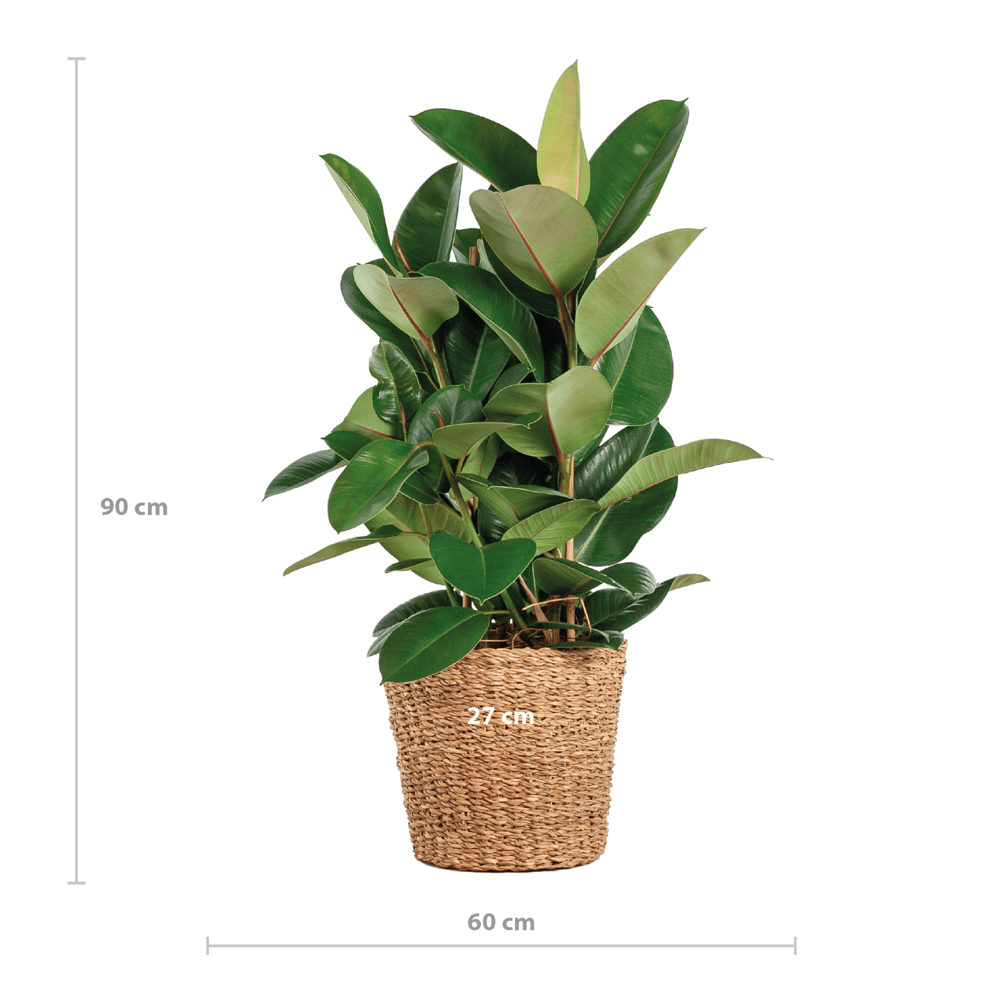 Ficus Elastica Robusta XL mit Korb Torun - 90cm - Ø27 - Botanic-Vibes