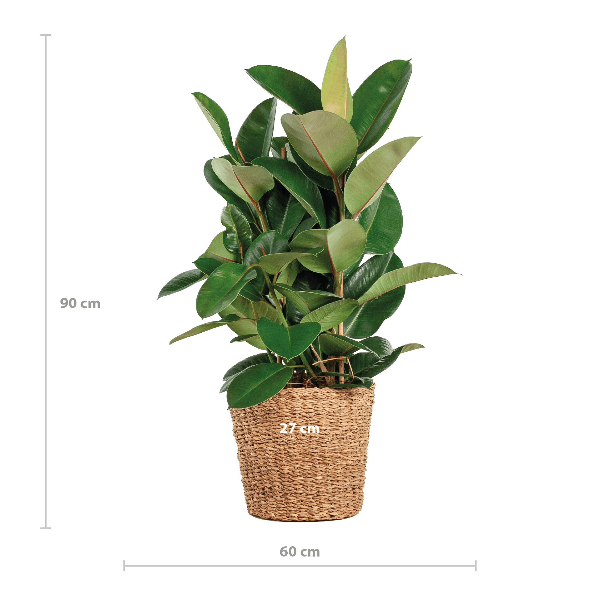 Ficus Elastica Robusta XL mit Korb Torun - 90cm - Ø27 - Botanic-Vibes