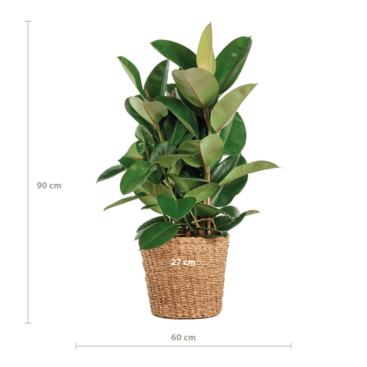 Ficus Elastica Robusta XL mit Korb Torun - 90cm - Ø27 - Botanic-Vibes
