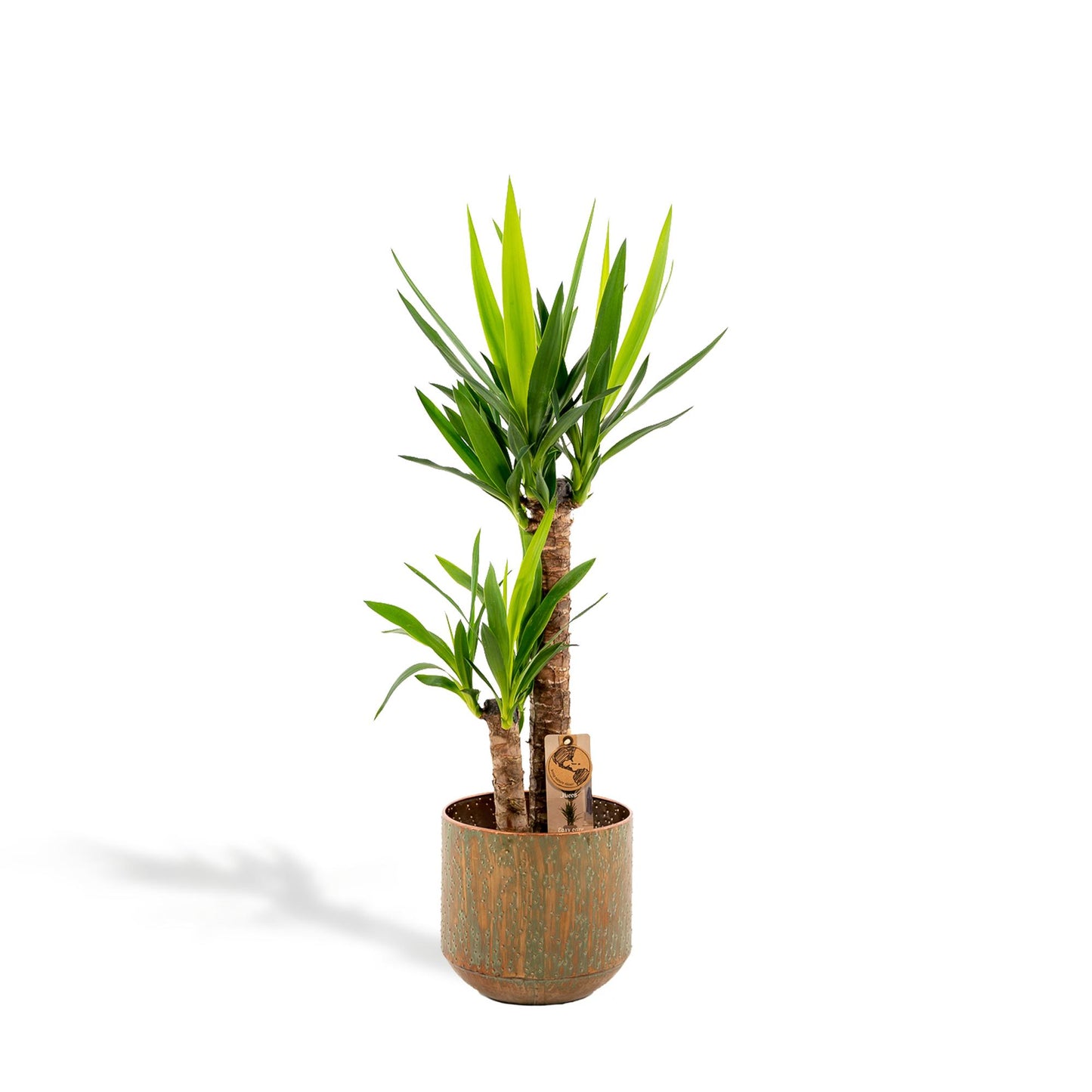 Yucca mit Topf – 100cm – Ø21cm