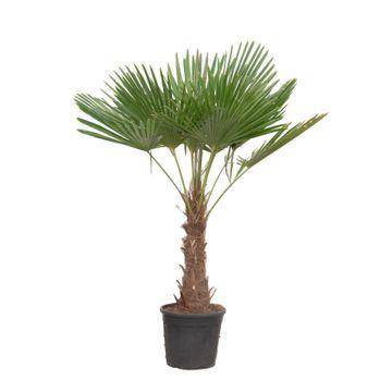 Trachycarpus fortuneii – 180–200 cm – Ø40cm - Botanic-Vibes