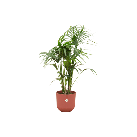 Combi deal - Kentia palm inklusive elho Jazz Round Rot Ø26 – 130 cm - Botanic-Vibes