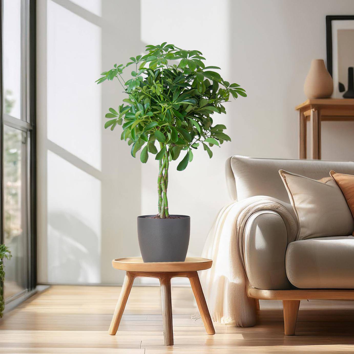 Schefflera Arab Nora mit Viber grau – 70 cm – Ø21 - Botanic-Vibes