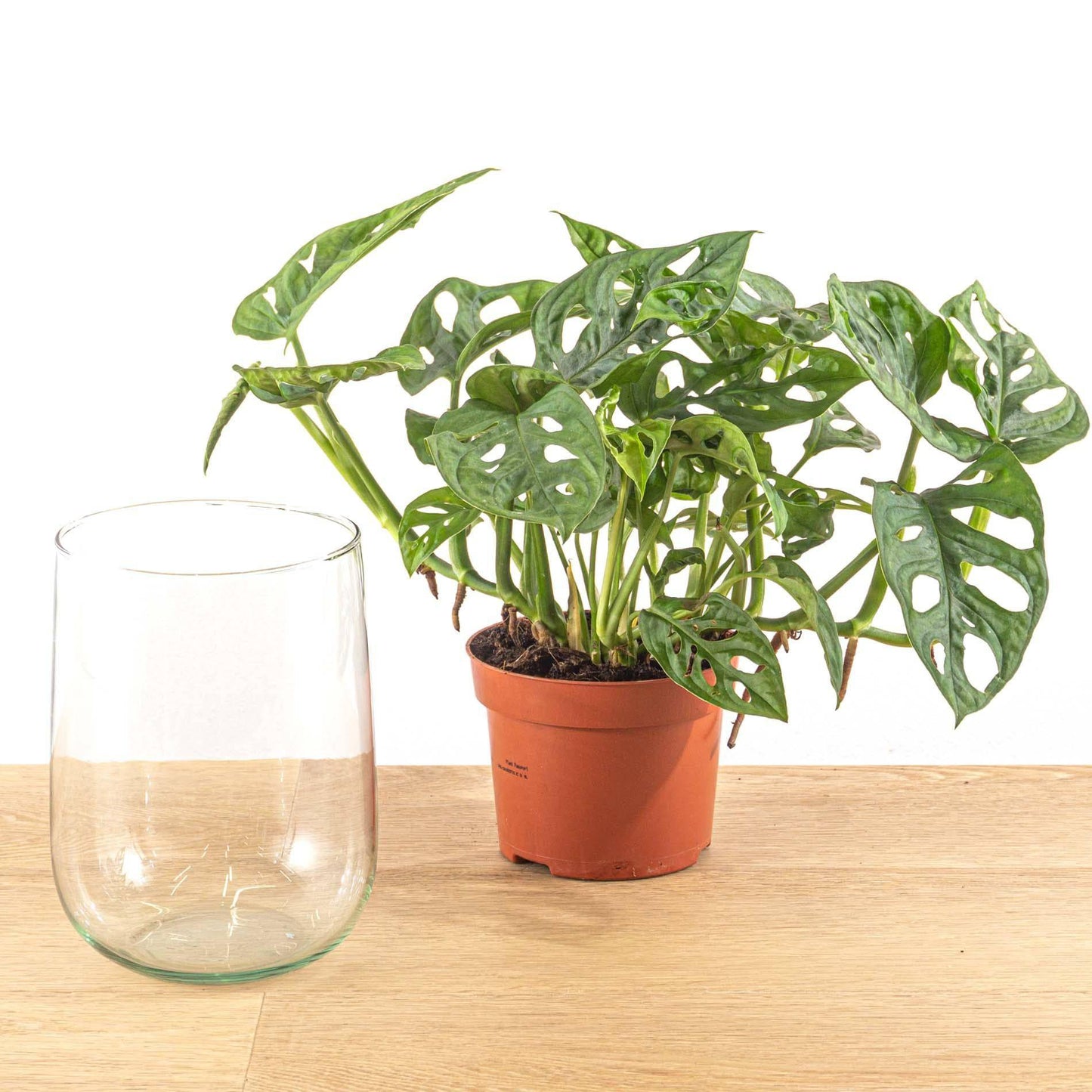 Monstera in Vase – DIY-Set – Hydroponisch - Botanic-Vibes