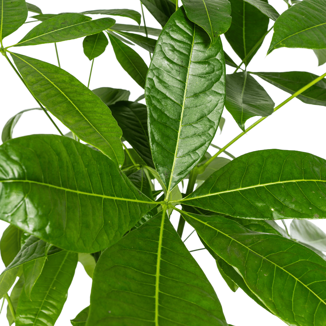 Pachira Aquatica Ø24cm - ↕120 - 140cm - Botanic-Vibes