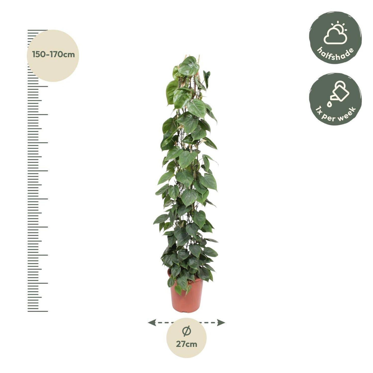 Philodendron scandens – mit Gitter – 160 cm – Ø27 - Botanic-Vibes
