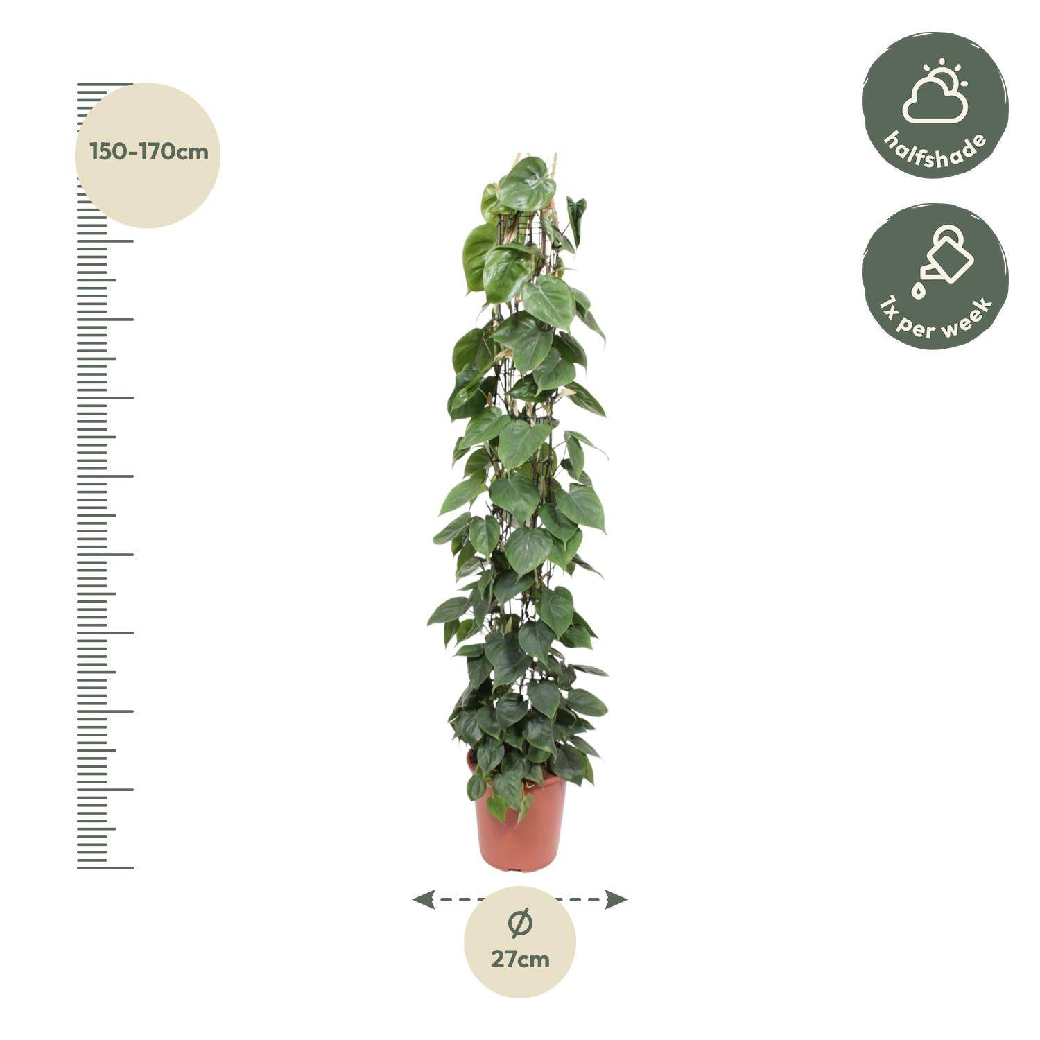 Philodendron scandens – mit Gitter – 160 cm – Ø27 - Botanic-Vibes