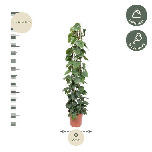 Philodendron scandens – mit Gitter – 160 cm – Ø27 - Botanic-Vibes