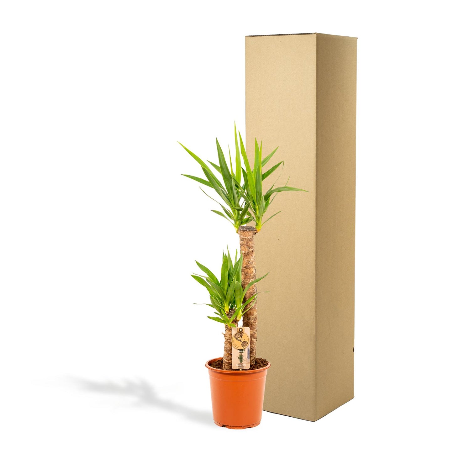 Yucca – Ø21cm – 100cm