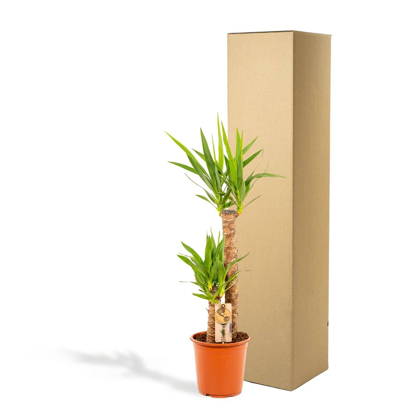 Yucca – Ø21cm – 100cm - Botanic-Vibes