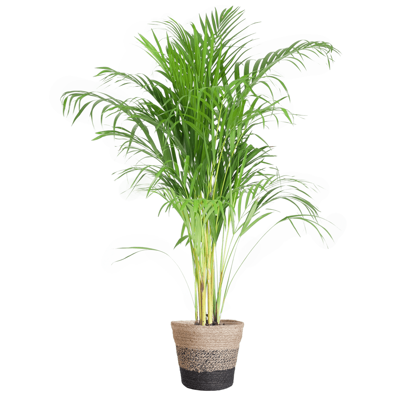 Areca Palm (Dypsis) mit Lissabon-Korb Schwarz - 100cm - Ø21 - Botanic-Vibes