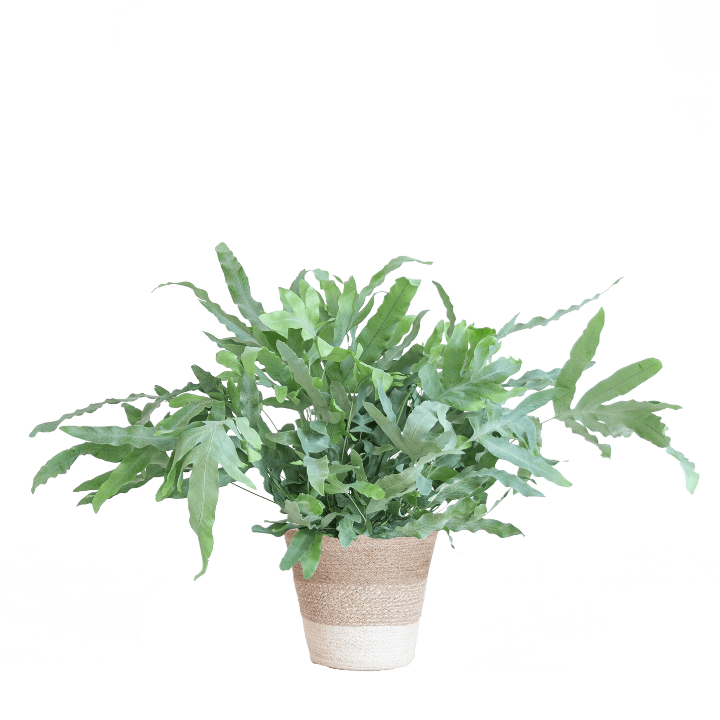 Phlebodium Aureum 'Blue Star' mit Korb Lissabon weiß - 40cm - Ø17 - Botanic-Vibes