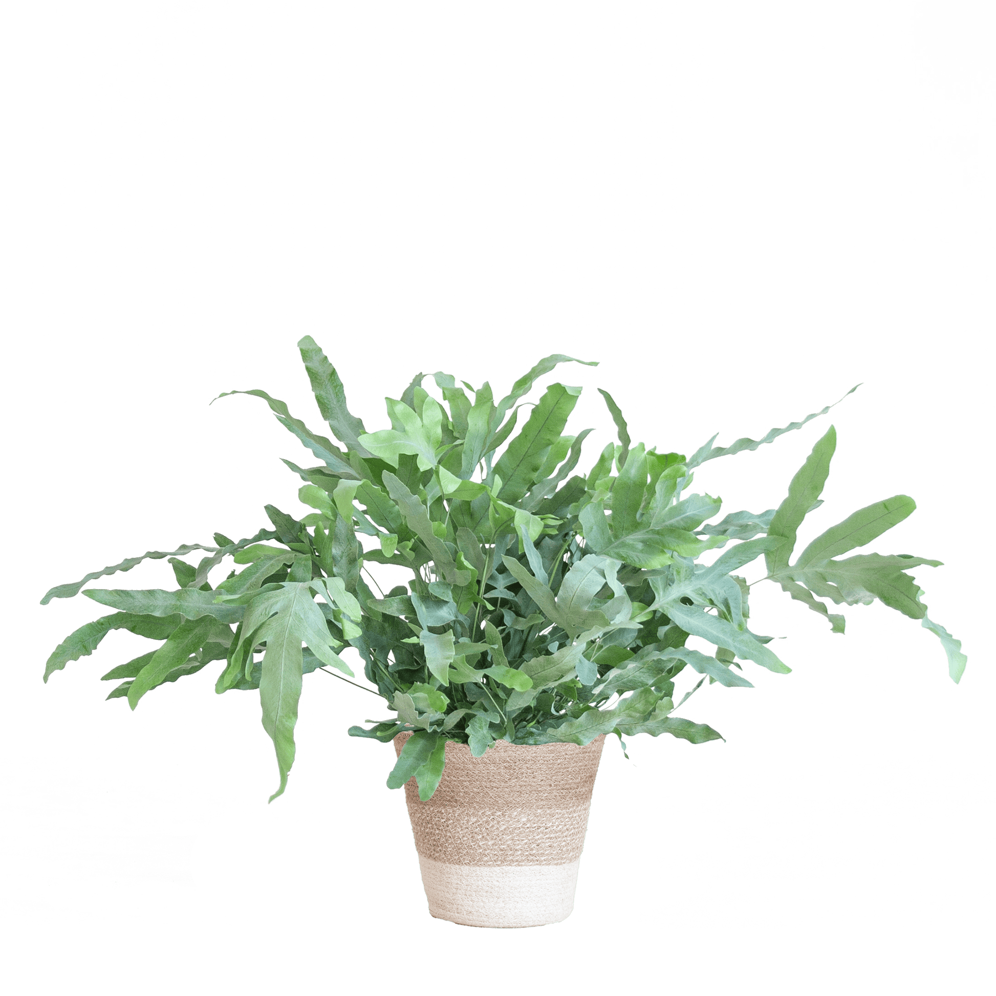 Phlebodium Aureum 'Blue Star' mit Korb Lissabon weiß - 40cm - Ø17 - Botanic-Vibes