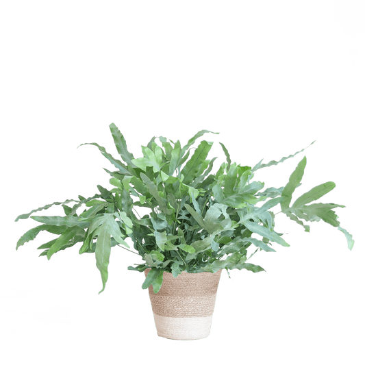 Phlebodium Aureum 'Blue Star' mit Korb Lissabon weiß - 40cm - Ø17 - Botanic-Vibes