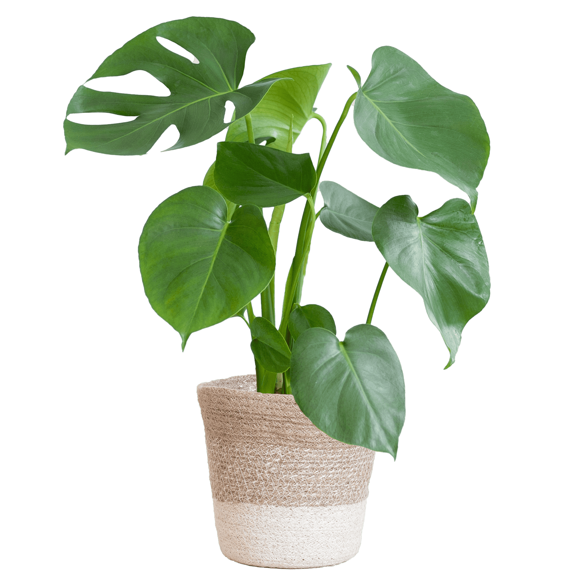 Monstera Deliciosa mit Lissabon Korb weiß- 50cm - Ø17 - Botanic-Vibes