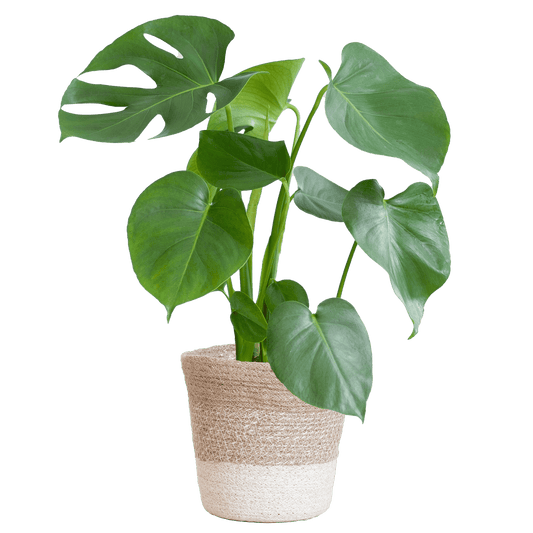 Monstera Deliciosa mit Lissabon Korb weiß- 50cm - Ø17 - Botanic-Vibes