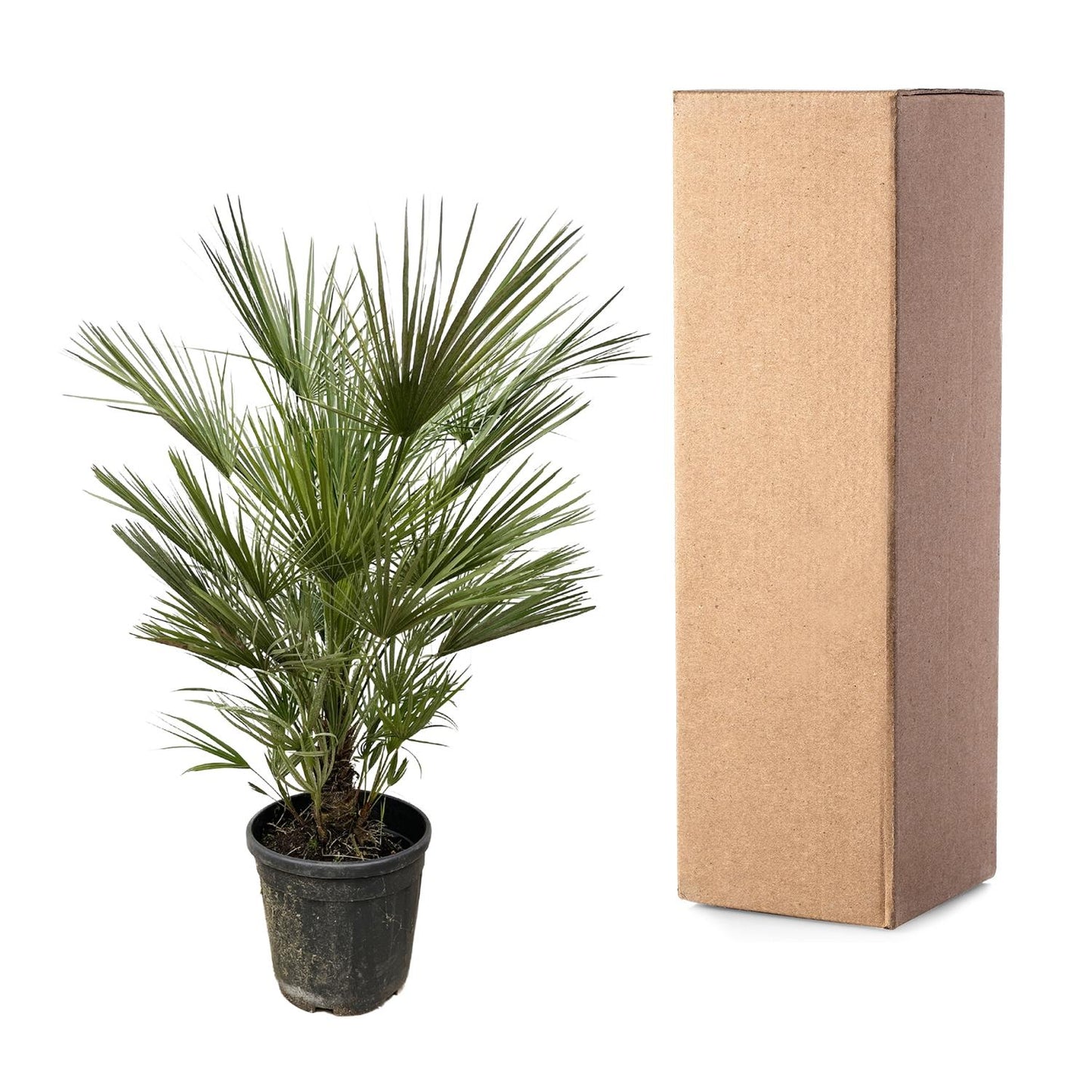 Chamaerops humilis – 150 cm – Ø30