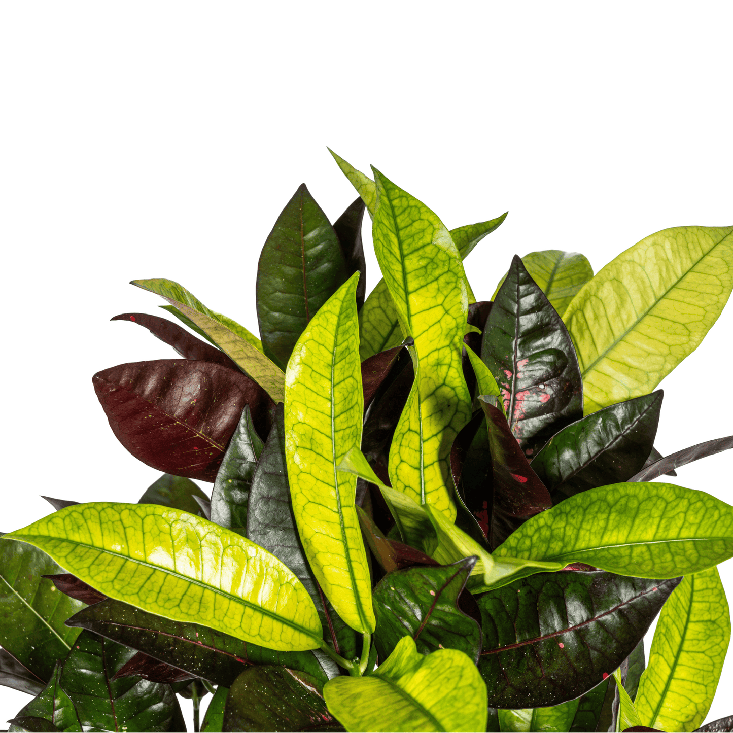 Codiaeum 'Croton' Iceton Ø21cm - ↕60 - 80cm - Botanic-Vibes